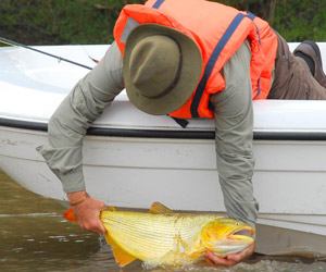 dorado fish