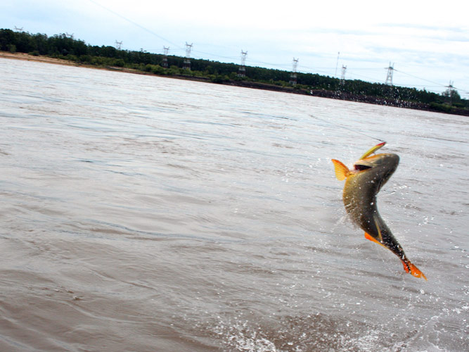 dorado fly fishing